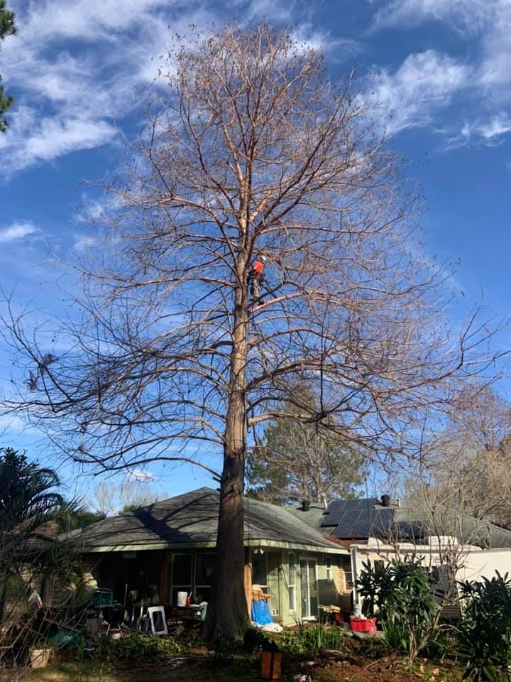 A man is climbing a tree in front of a house.