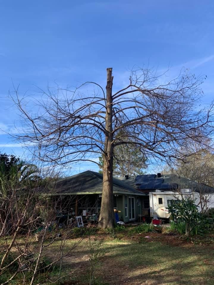 A large tree without leaves is in front of a house.