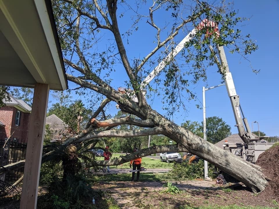 A crane is cutting a tree in front of a house.