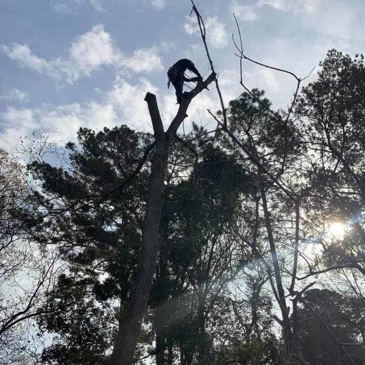 A man is climbing a tree in the woods.