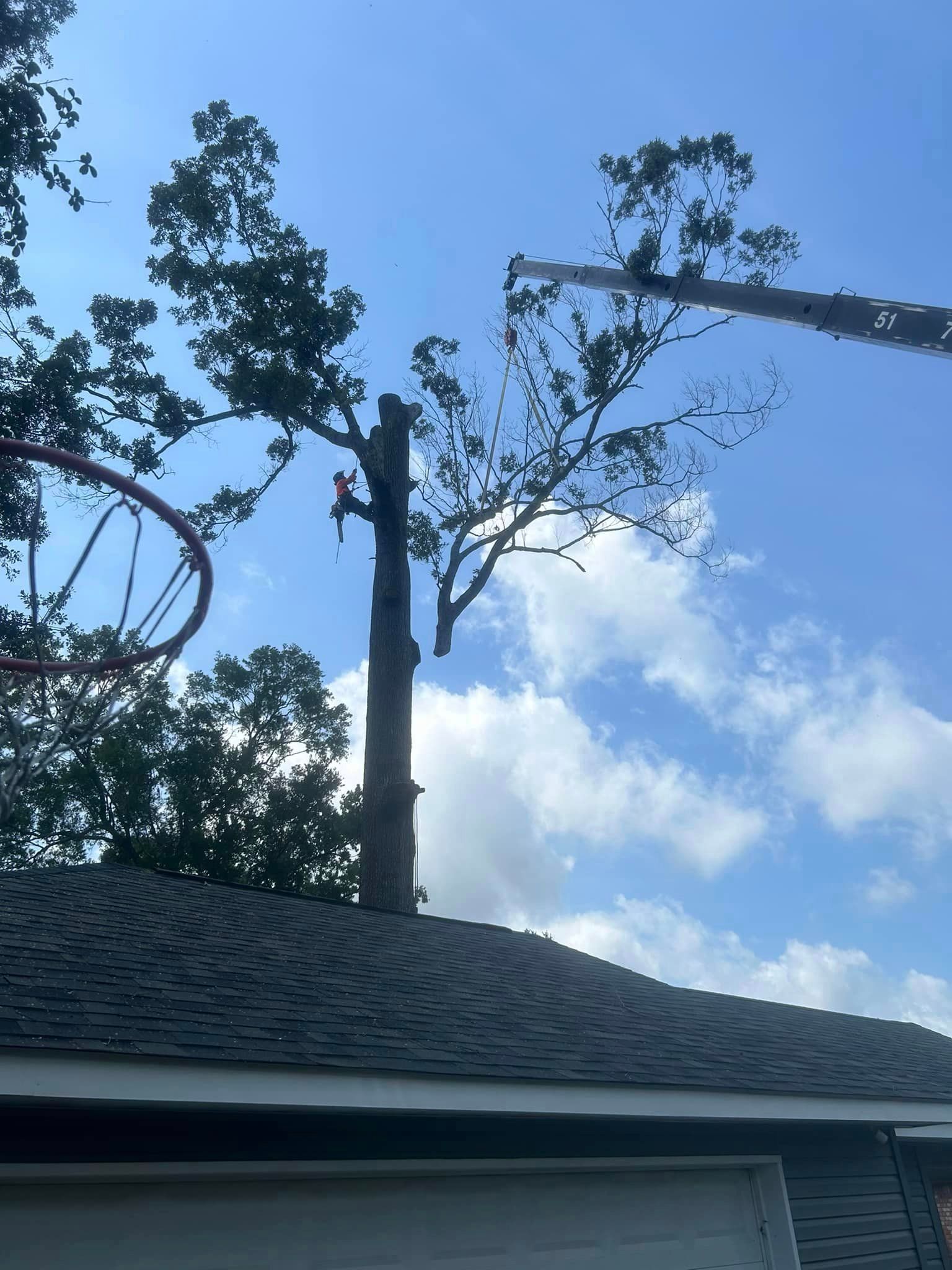 A crane is cutting a tree in front of a basketball hoop