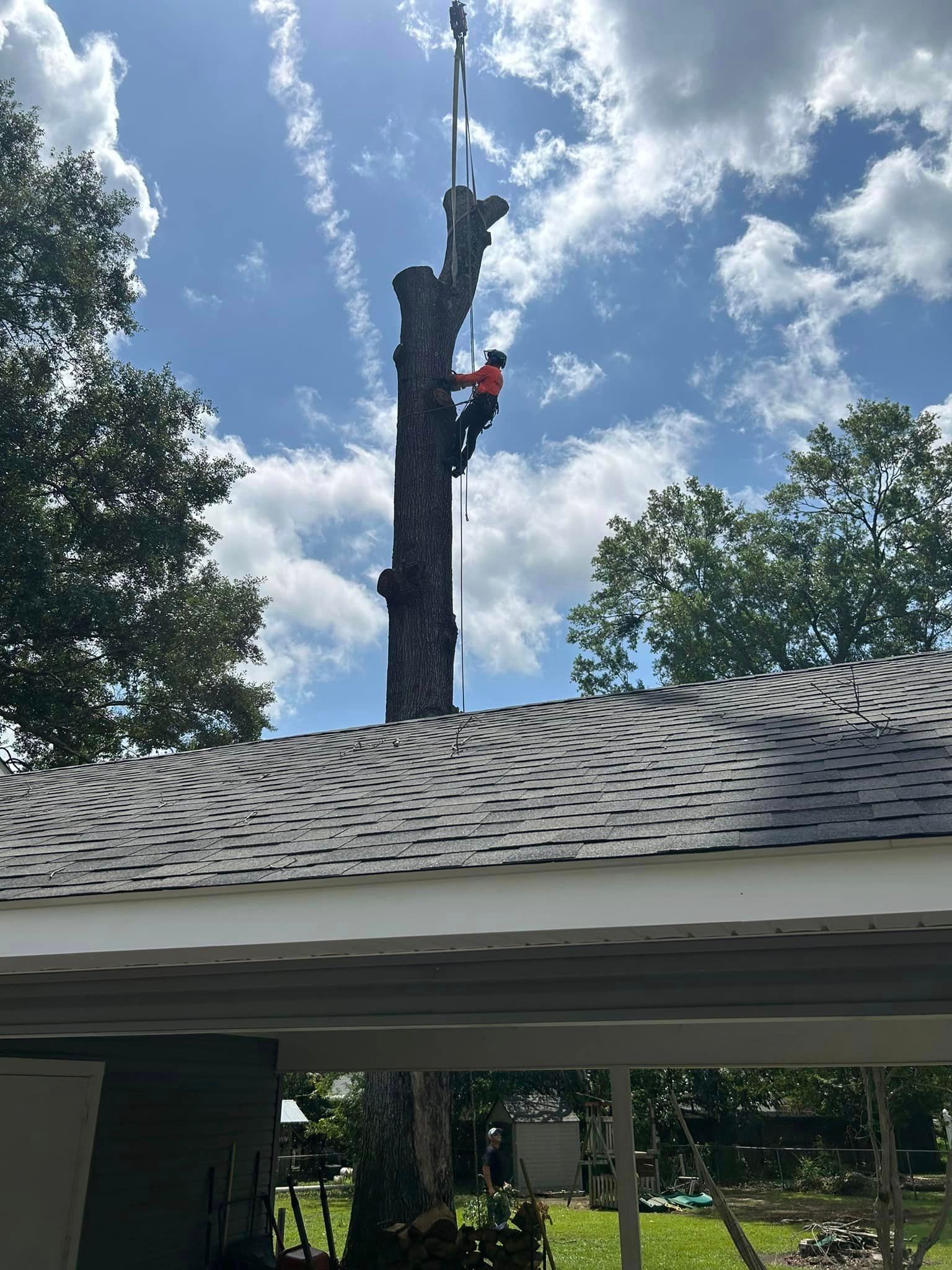 A man is climbing up the side of a tree.