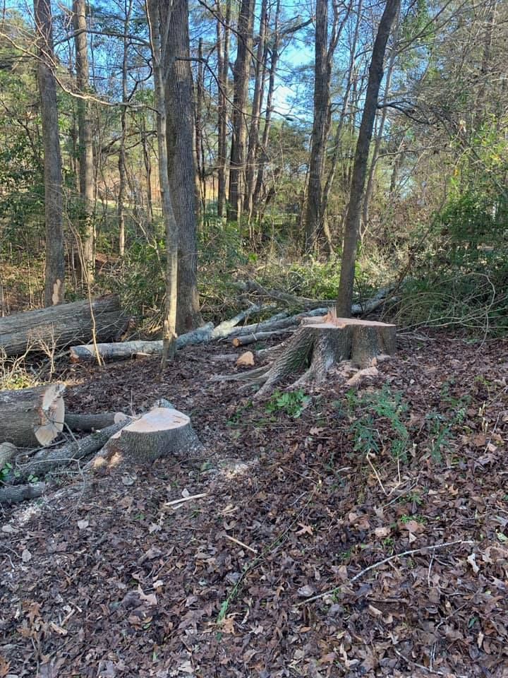 A pile of logs and stump in the middle of a forest.