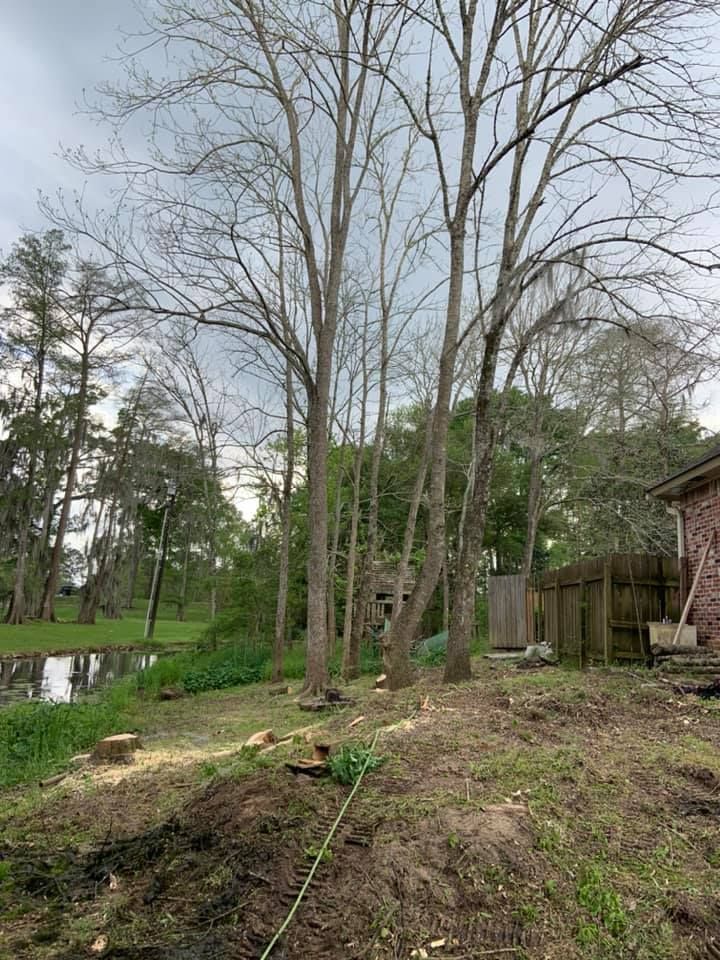 A yard with a lot of trees and a house in the background.