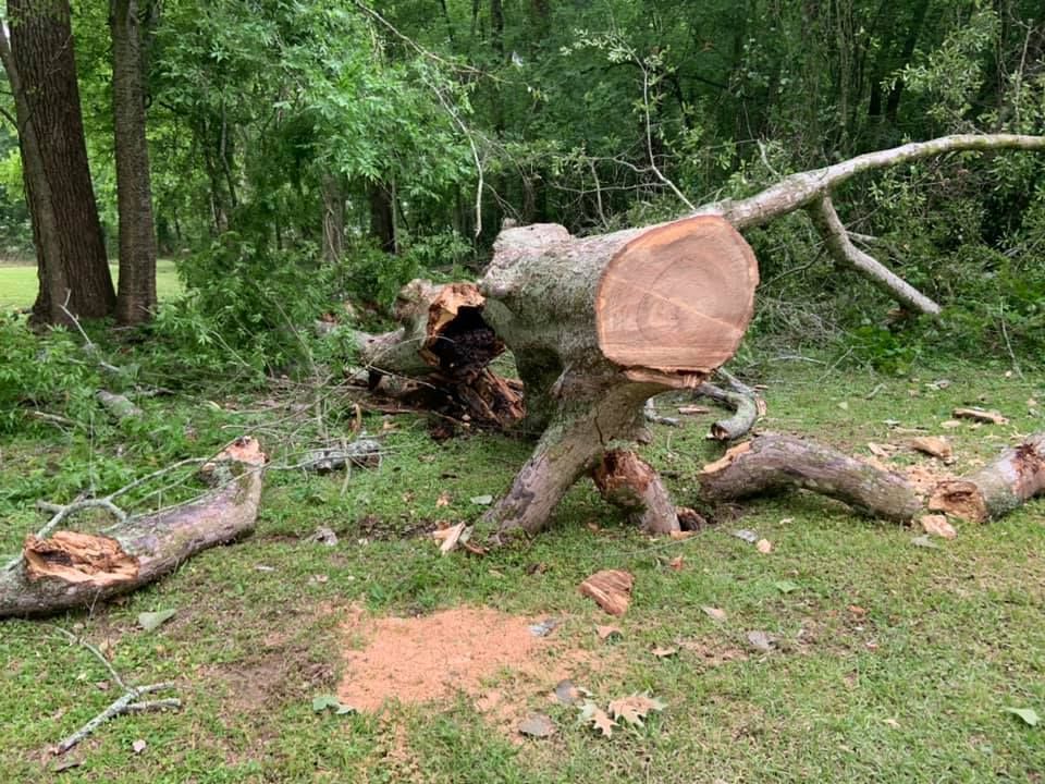 A large tree stump is laying on top of a lush green field.