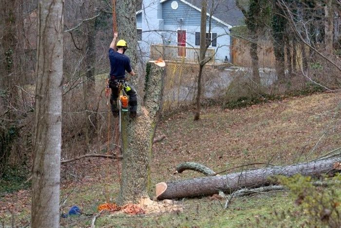 Arborist cutting a tree with a chainsaw, secured by ropes. Gray house in background.