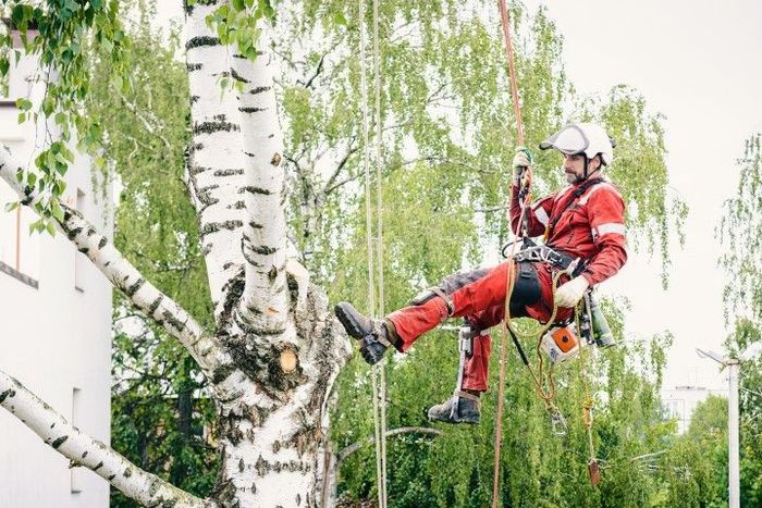 Arborist in red suit and helmet, suspended from ropes, trimming a tall birch tree.