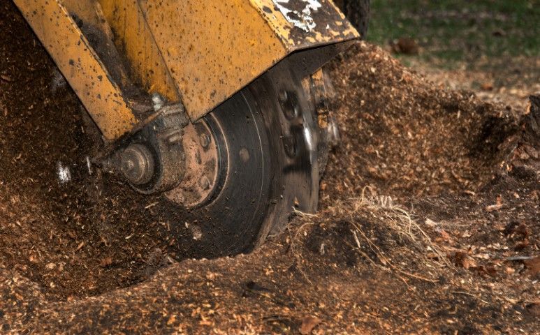 Stump grinder, yellow and black, grinding wood into mulch in a yard.