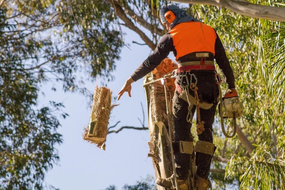 A Man Is Cutting Down a Tree with A Chainsaw — True Blue Australian Tree Services in Summerland Point, NSW