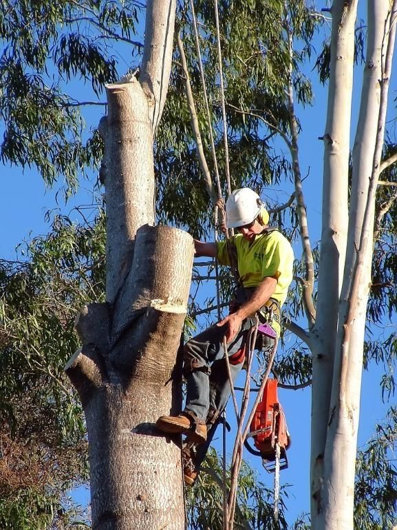 A Man Is Climbing a Tree with A Chainsaw — True Blue Australian Tree Services in Bonnells Bay, NSW