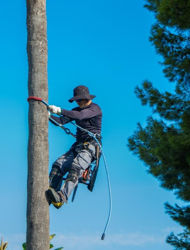 A Man Is Climbing a Palm Tree with A Rope — True Blue Australian Tree Services in Coal Point, NSW