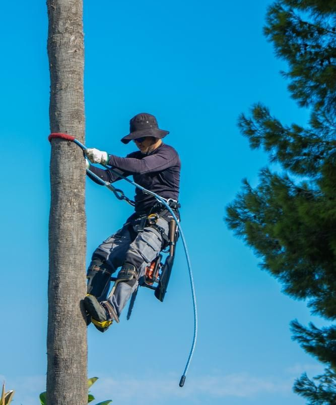 A Man Is Climbing a Palm Tree with A Rope — True Blue Australian Tree Services in Morisset, NSW
