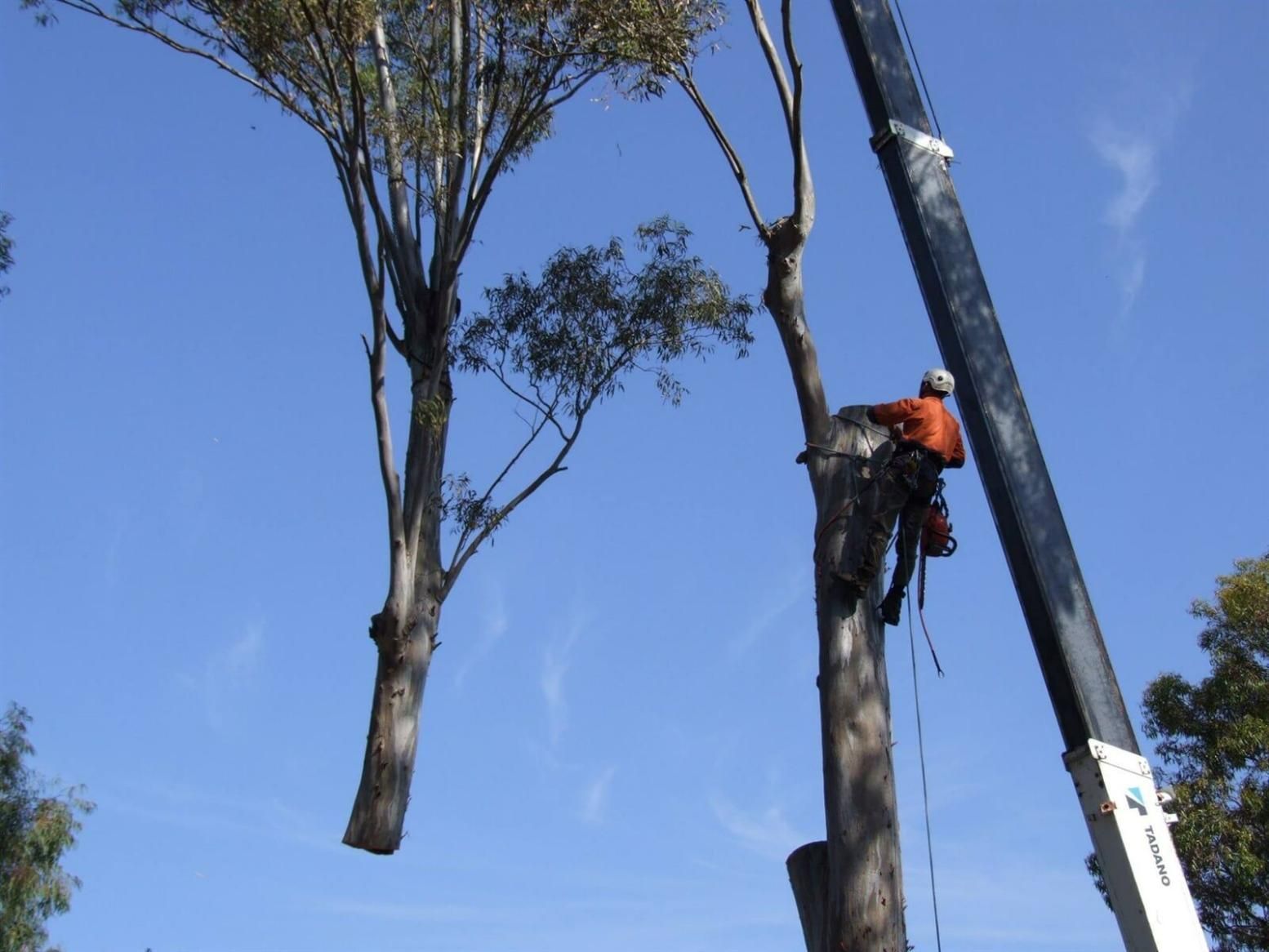 A Man Is Climbing a Tree with A Crane in The Background — True Blue Australian Tree Services in Morisset, NSW