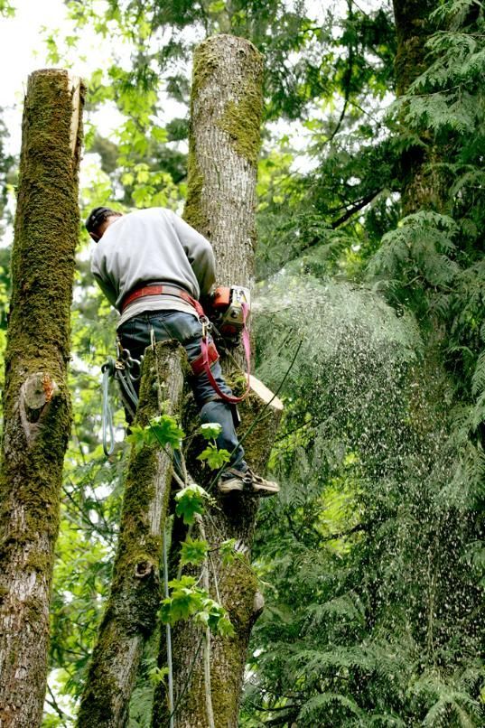 A Man Is Cutting a Tree with A Chainsaw in The Woods — True Blue Australian Tree Services in Balcolyn, NSW