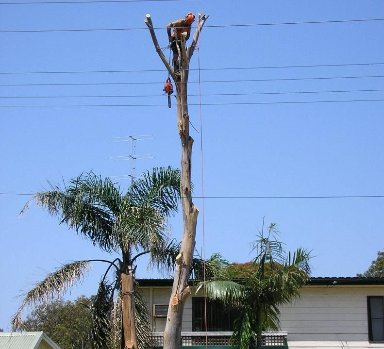 A Tree Is Being Cut Down in Front of A House — True Blue Australian Tree Services in Lake Macquarie, NSW