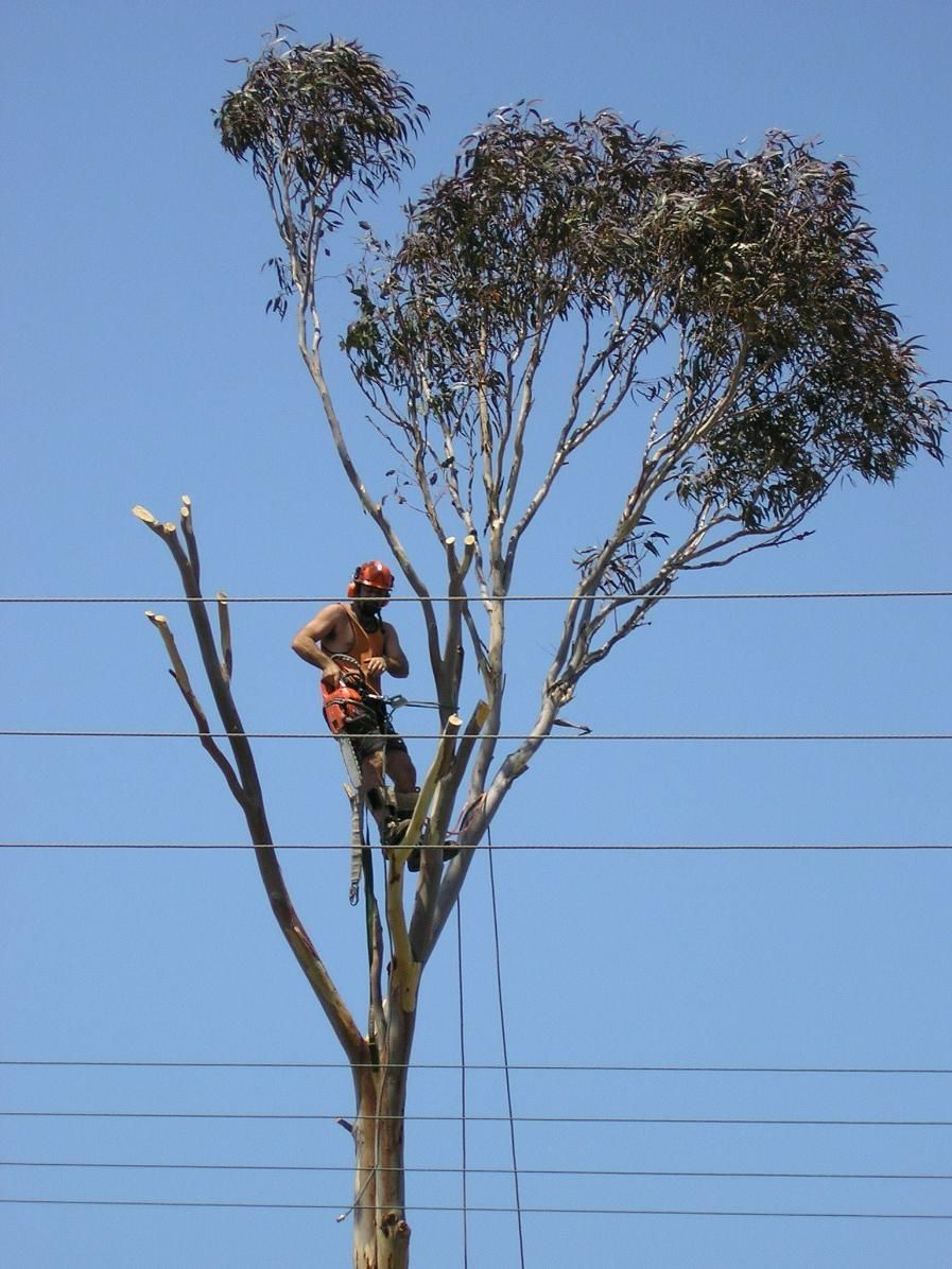 A Man Is Climbing a Tree with A Chainsaw — True Blue Australian Tree Services in Morisset, NSW