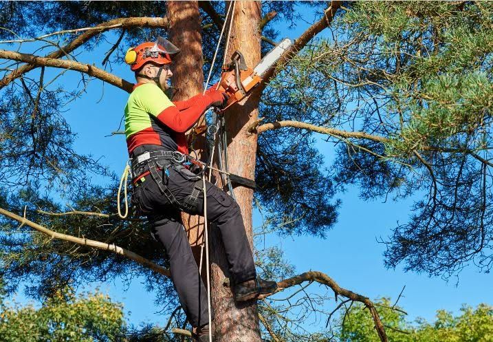 A Person Is Cutting a Tree Branch with A Pair of Scissors — True Blue Australian Tree Services in Morisset, NSW