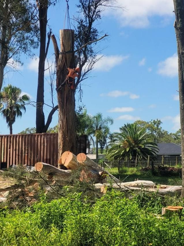 A Tree Stump Is Being Removed from A Tree in A Yard — True Blue Australian Tree Services in Morisset, NSW
