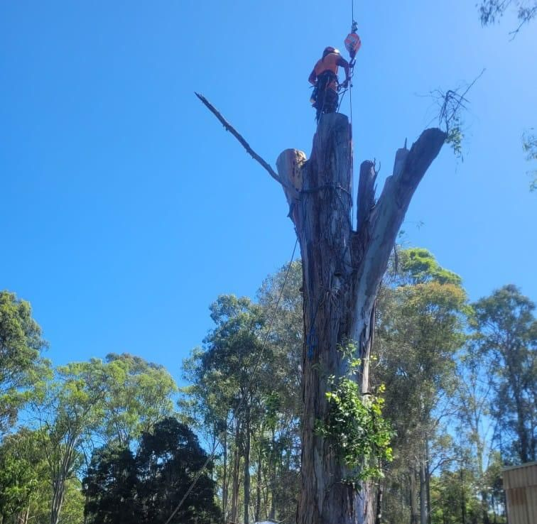 A Man Is Climbing a Tree with A Chainsaw — True Blue Australian Tree Services in Mirrabooka, NSW