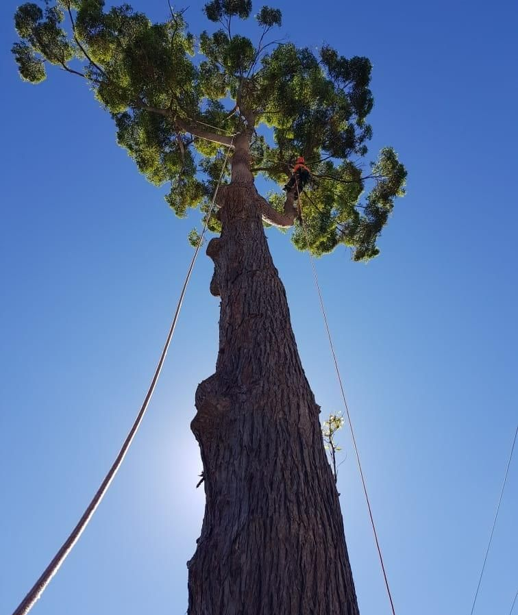 A Person Is Climbing a Tree with A Rope Attached to It — True Blue Australian Tree Services in Yarrawonga Park, NSW