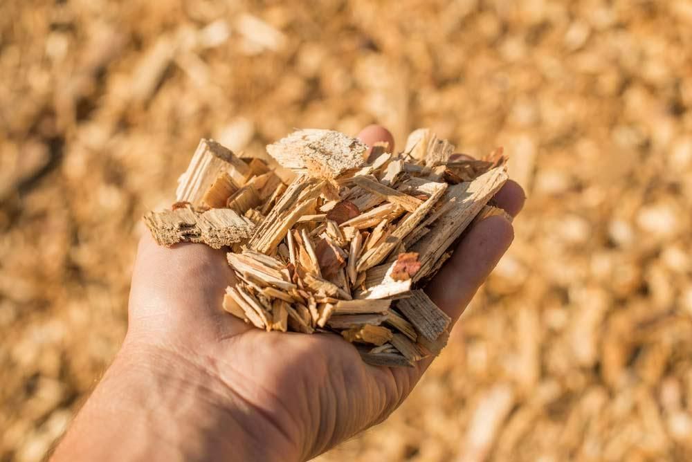 A Person Is Holding a Pile of Wood Chips in Their Hand — True Blue Australian Tree Services in Morisset, NSW