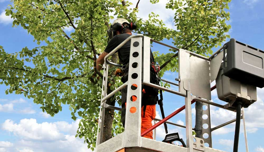 A Man Is Standing in A Lift Cutting a Tree — True Blue Australian Tree Services in Morisset, NSW