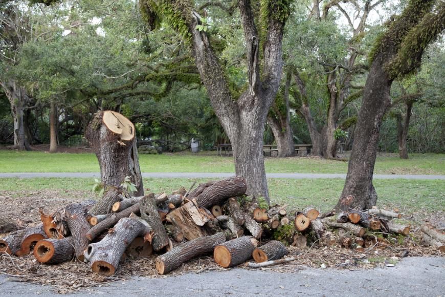 A Pile of Logs Sitting on The Side of A Road Next to Trees — True Blue Australian Tree Services in Rathmines, NSW