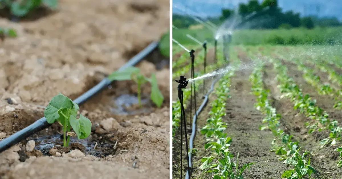 Young seedlings growing in irrigated farm rows with drip hoses