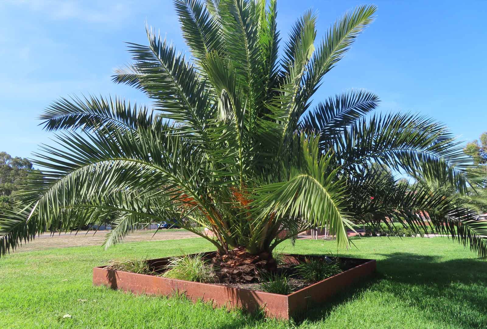Outdoor Garden with Palm Tree — Bendigo, VIC — Ian Kelly Landscape Contractor 
