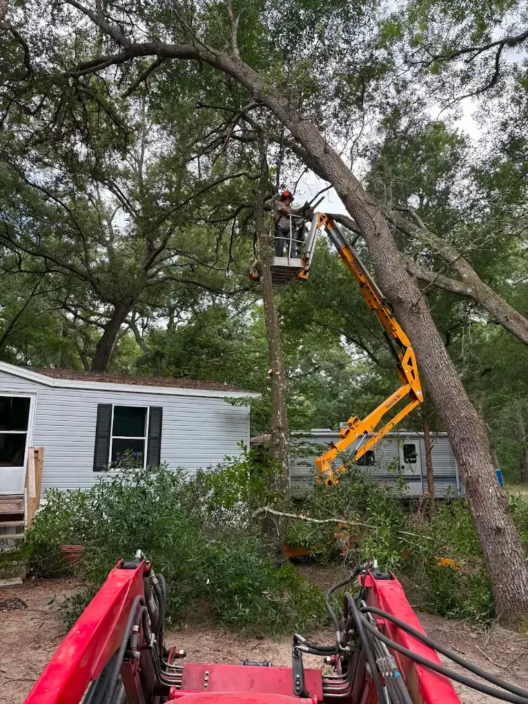 Worker in bucket lift trimming a large tree beside a white house, with a red tractor in the foreground.