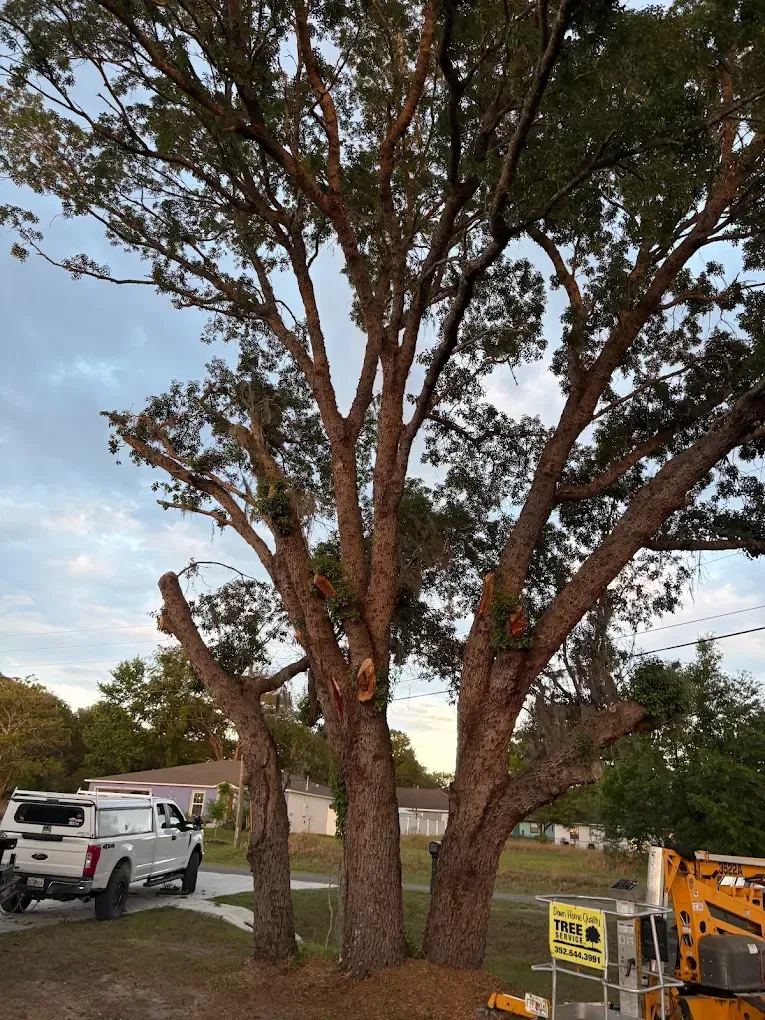 Large tree by a construction site, with a white pickup on the left and yellow equipment on the right.