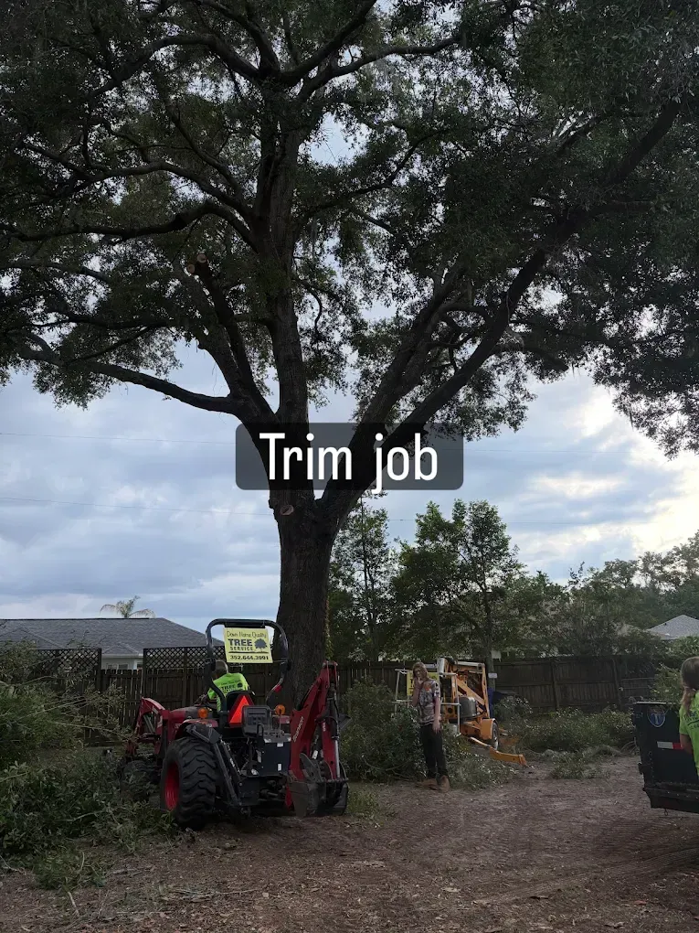 Crew trimming a large tree with machinery in a yard, overlaid text reading “Trim job.”