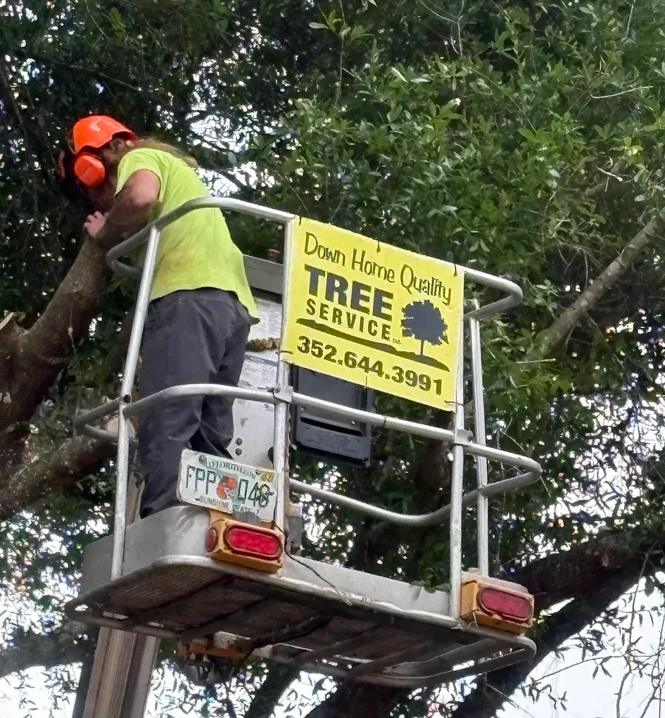 Tree service worker in orange gear on lift trimming branches beside a yellow “Tree Service” sign.