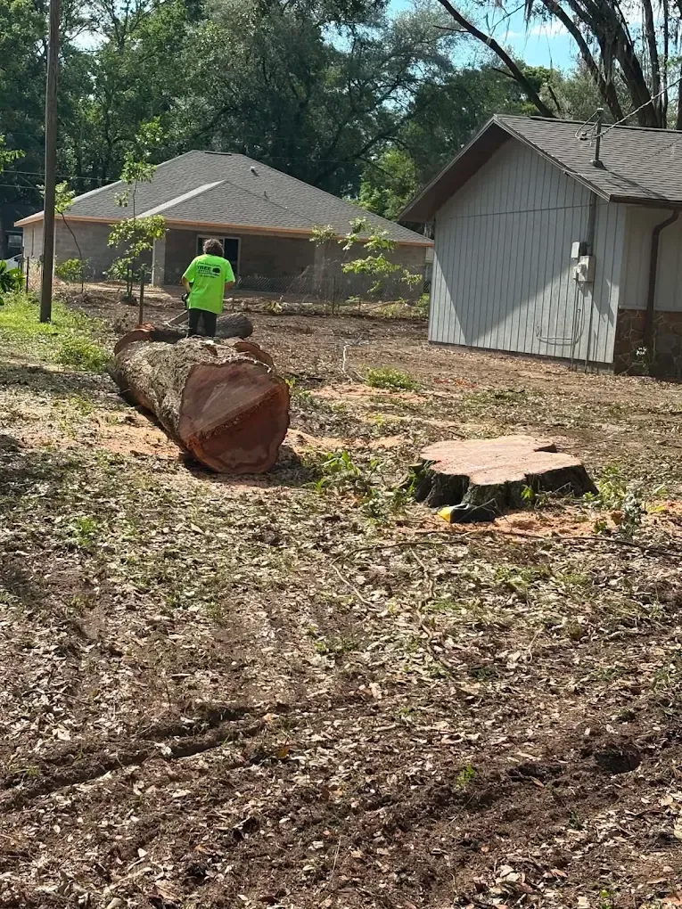 Person in neon shirt stands on a large fallen tree trunk in a yard with houses and a tree stump.