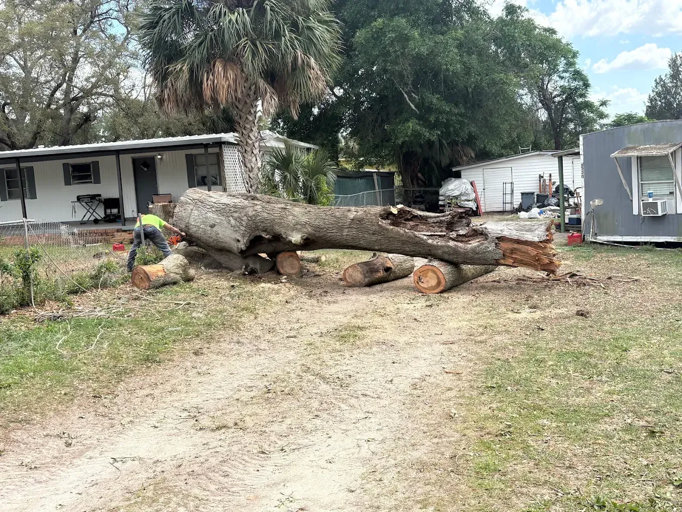 Large fallen tree trunk blocking a dirt driveway beside a white house and shed in a yard