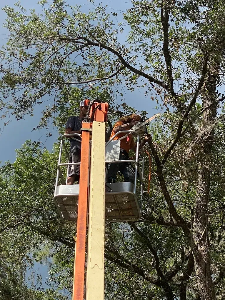Two workers in an orange lift basket pruning a tall tree against a blue sky