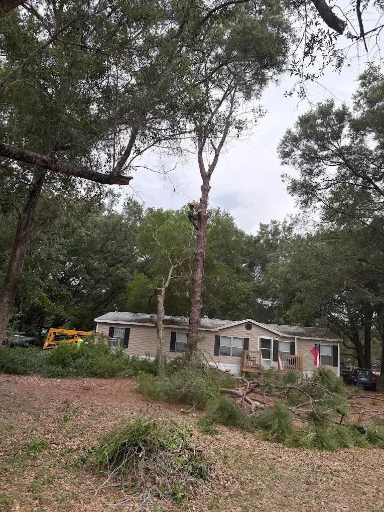 House with trees in front and a yellow construction vehicle to the left under an overcast sky