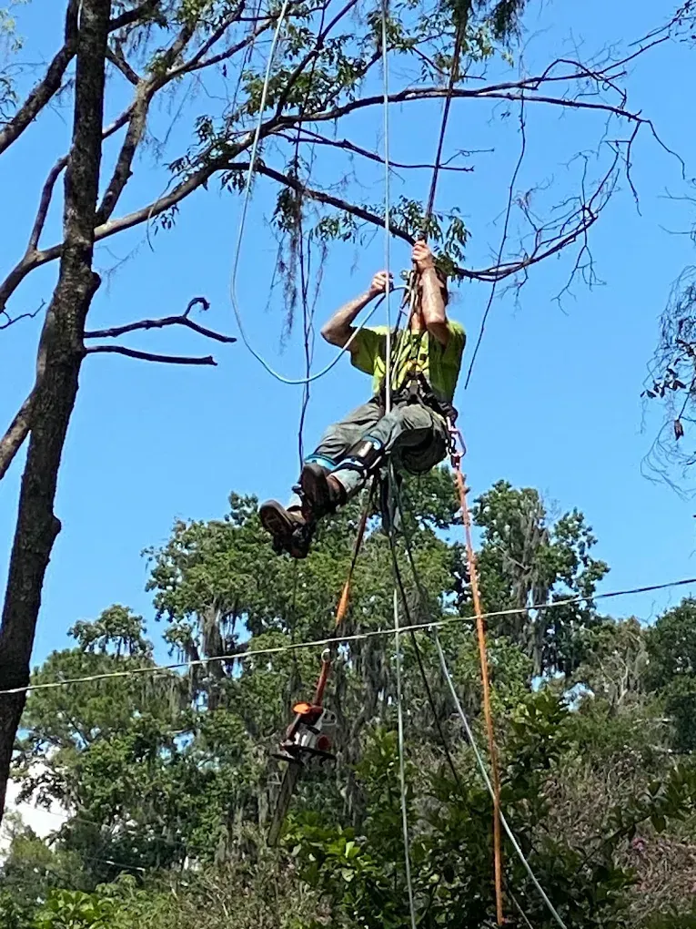 Person in a tree harness trimming branches with ropes against a blue sky