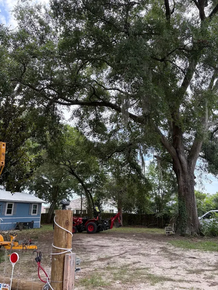 Large tree shading a rural yard with a blue house, red tractor, and dirt driveway.