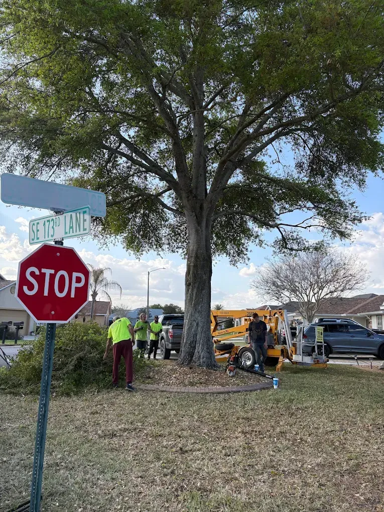 Workers in safety vests and a backhoe near a stop sign by a large tree in a neighborhood.