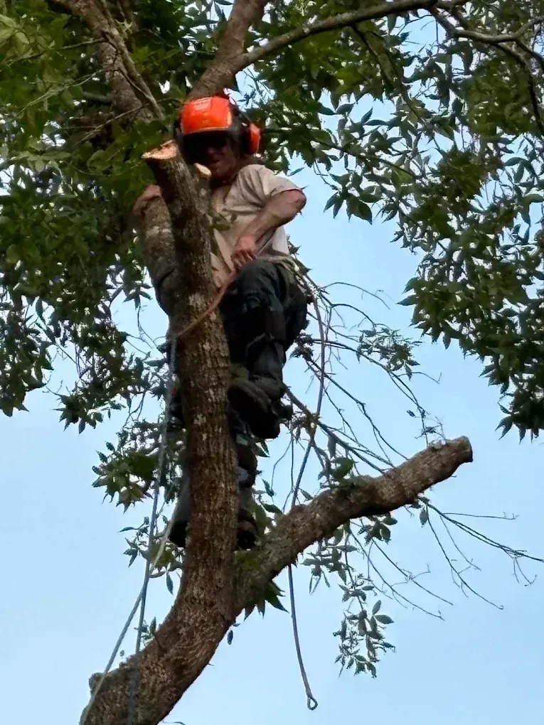 Person wearing an orange helmet and safety gear climbing a tree with a chainsaw sky background