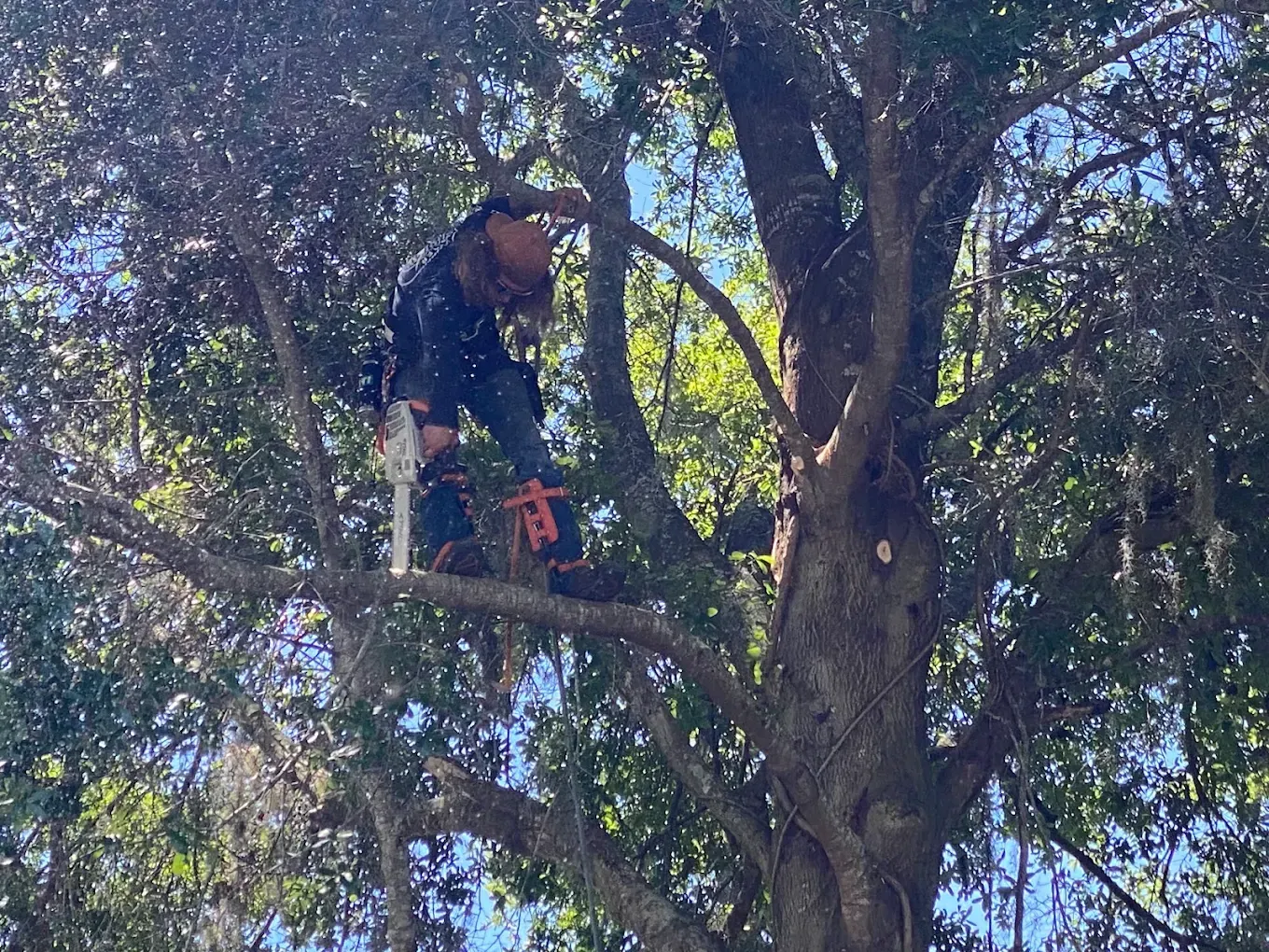 Person standing on a tree branch with a chainsaw, surrounded by dense foliage.