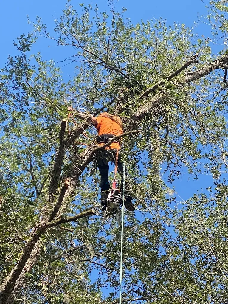 Worker in orange gear trimming a tall tree against a blue sky.
