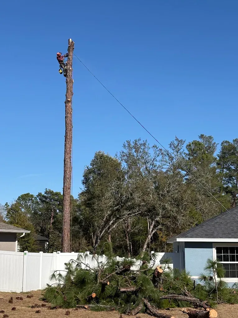 A tall tree trunk with a worker near the top, over a fallen tree in a suburban yard under a clear blue sky.