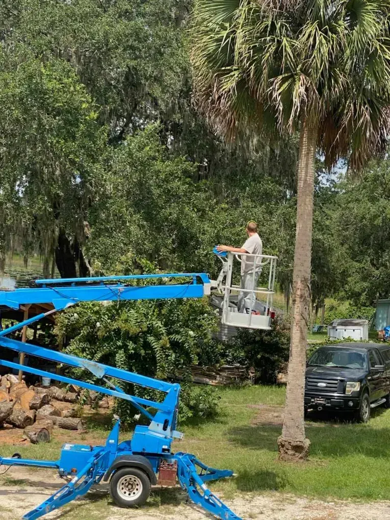 Worker on a blue cherry picker trimming trees beside a palm in a leafy yard.