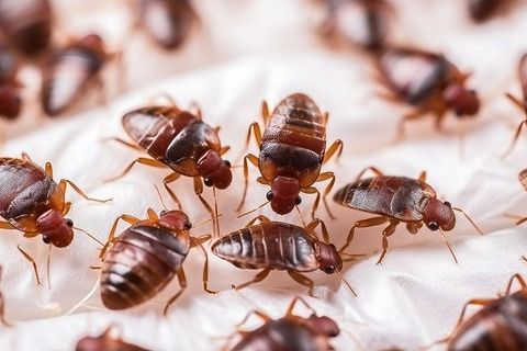 bed bugs control