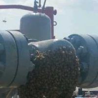bee removal near me