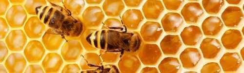honey bees control