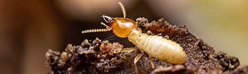 termites control