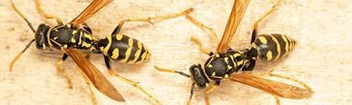 wasp control